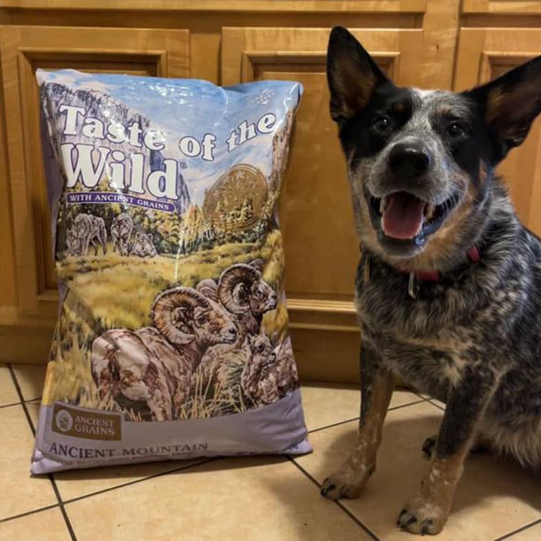 An Australian cattle dog sitting on the kitchen floor next to a bag of Taste of the Wild's Ancient Mountain Canine Recipe with Roasted Lamb.