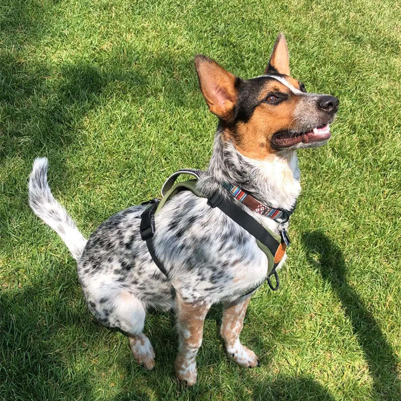 Australian Cattle Dog Looking to the Side | Taste of the Wild