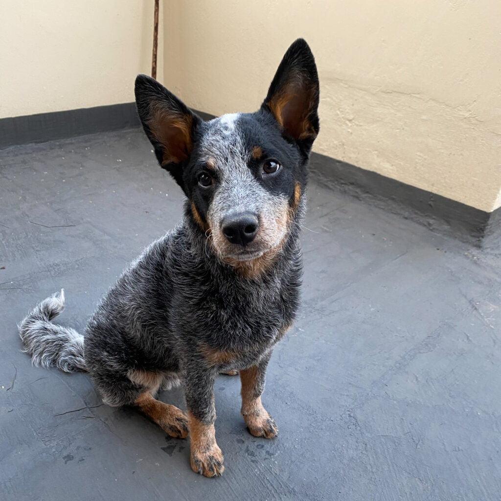 Australian Cattle Dog Posing for Camera | Taste of the Wild