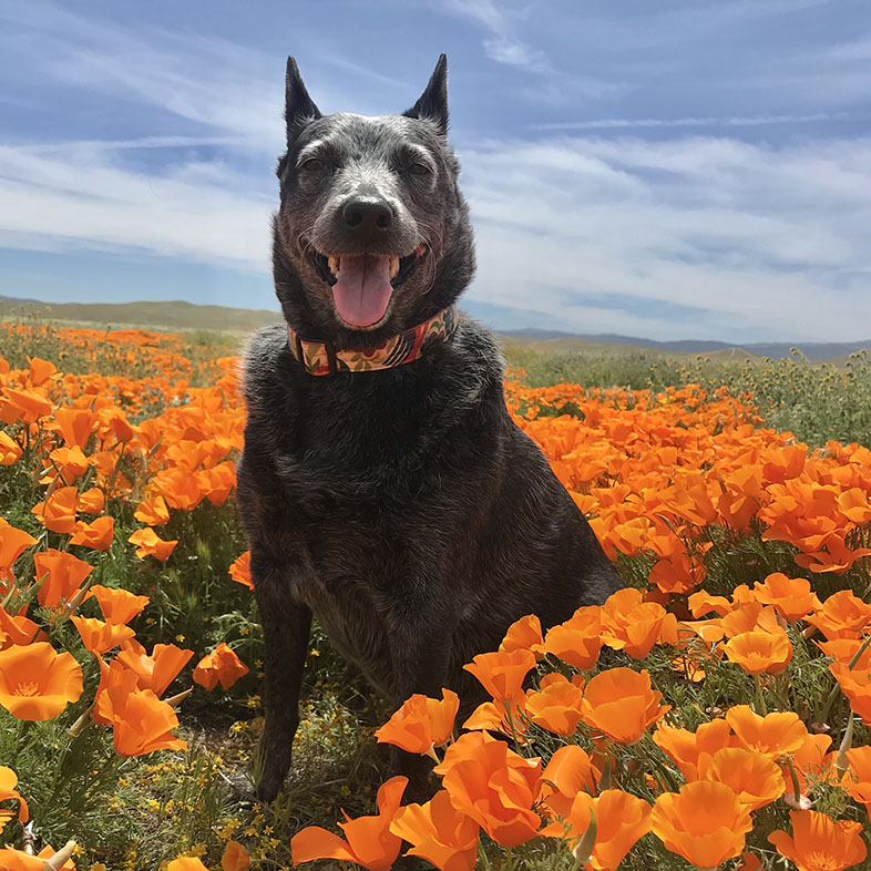 Australian Cattle Dog in Field of Flowers | Taste of the Wild