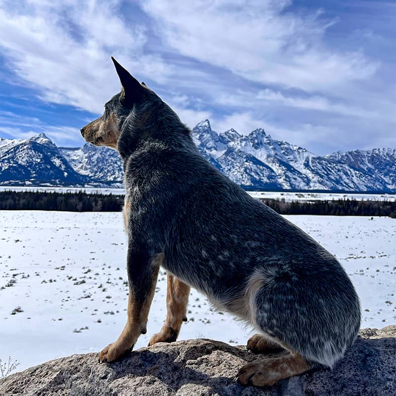 An Australian cattle dog sitting on a rock in front of snow and mountains.