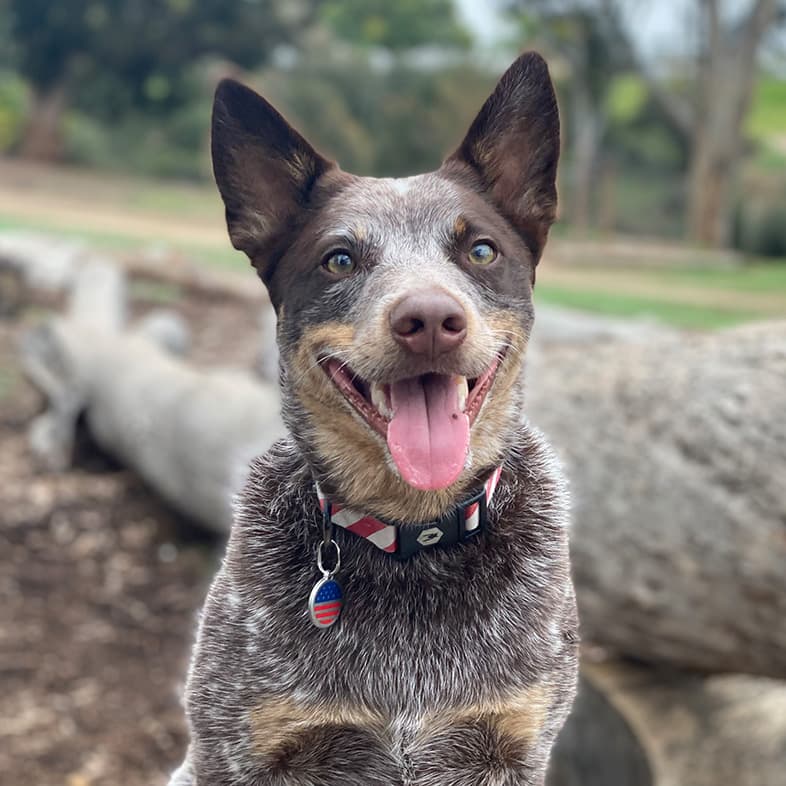 Australian Cattle Dog Sitting on Tree Stump | Taste of the Wild