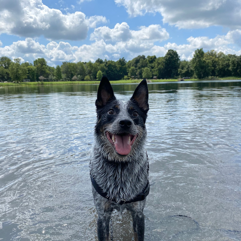 Australian cattle dog standing in lake in front of blue cloudy sky and grass and trees.