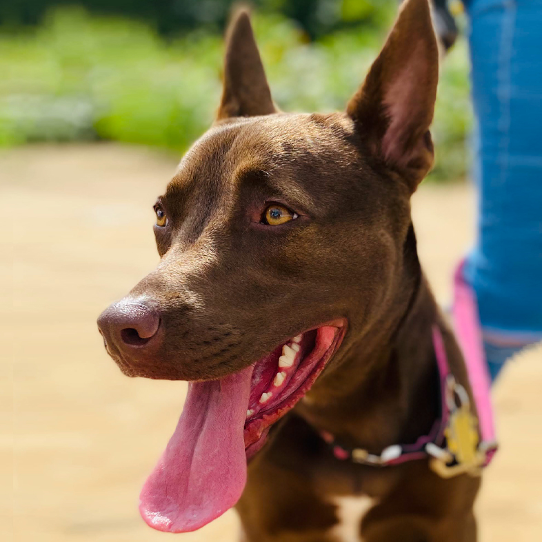 Australian Kelpie Sticking Tongue Out | Taste of the Wild