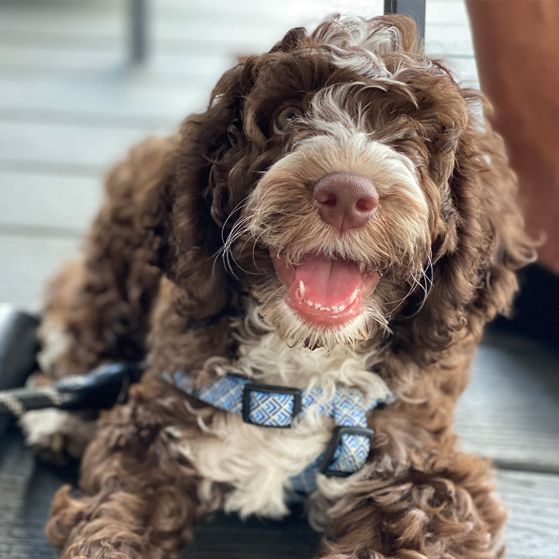 Australian labradoodle lying down on gray deck and looking up.