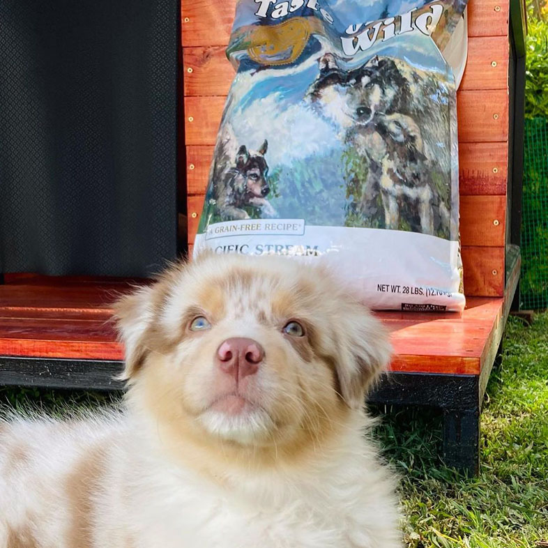 Australian Shepherd Puppy Lying by Taste of the Wild Food Bag | Taste of the Wild