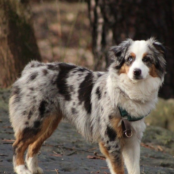 Australian Shepherd on a Hike | Taste of the Wild