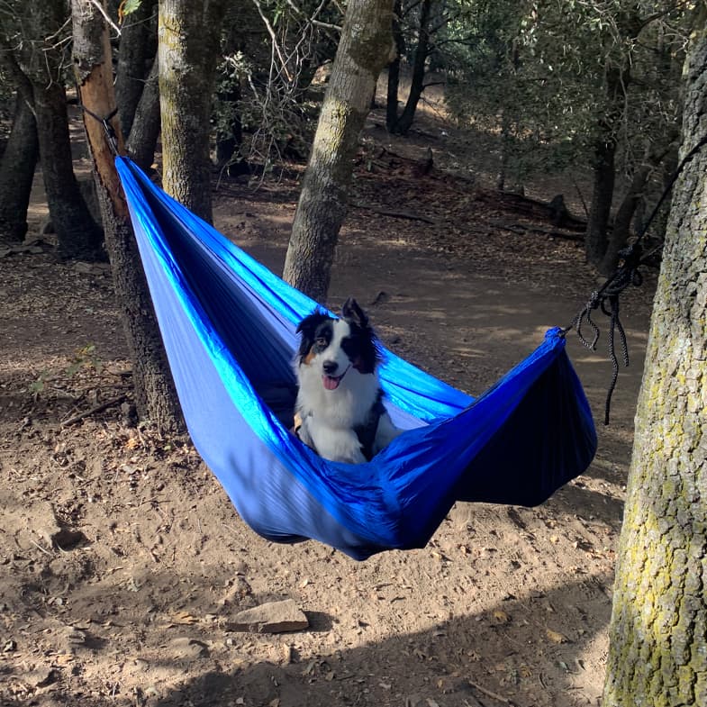 Australian Shepherd Inside Hammock | Taste of the Wild