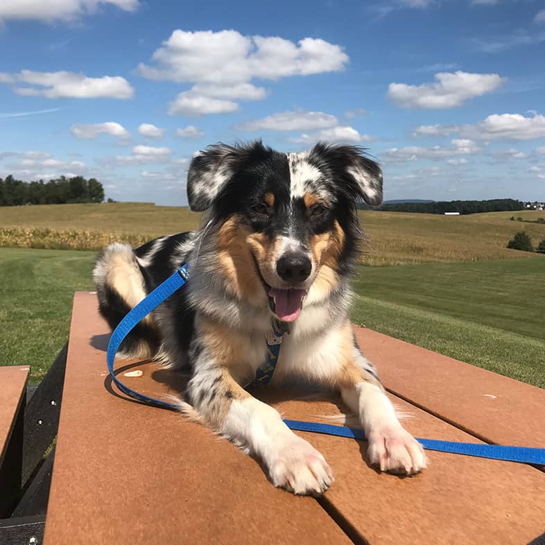 An Australian shepherd lying down on a brown picnic table in front of a green field and blue sky.
