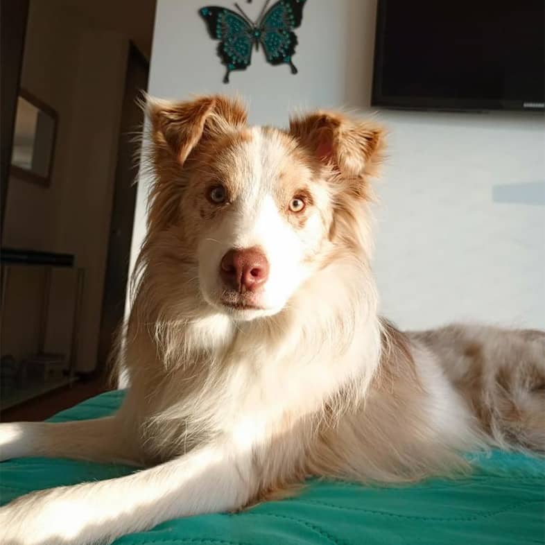 An Australian shepherd lying down on a green blanket and looking at the camera.