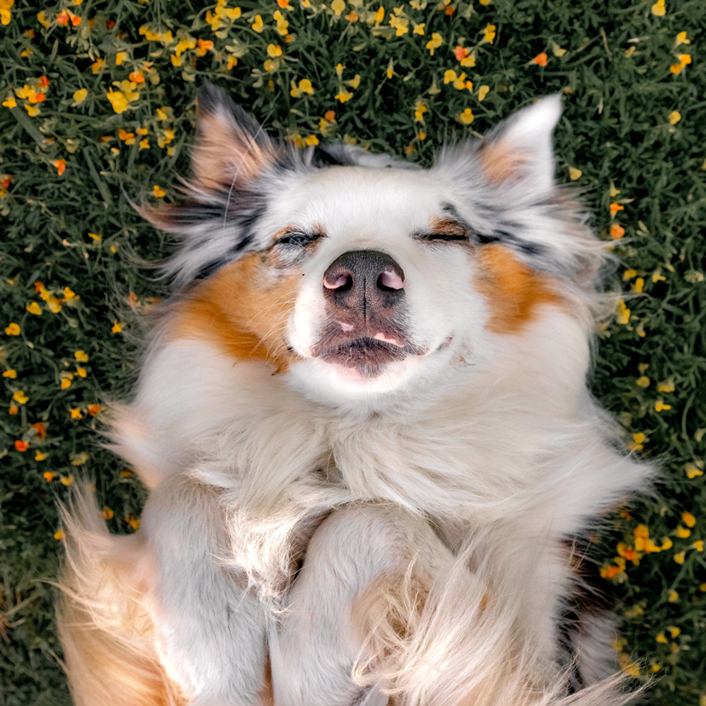 Australian Shepherd Lying In Wildflowers | Taste of the Wild