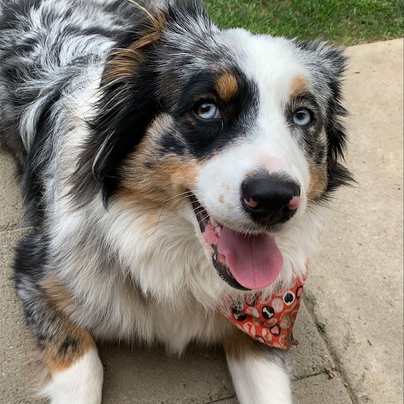 Australian Shepherd Dog Lying on Concrete | Taste of the Wild