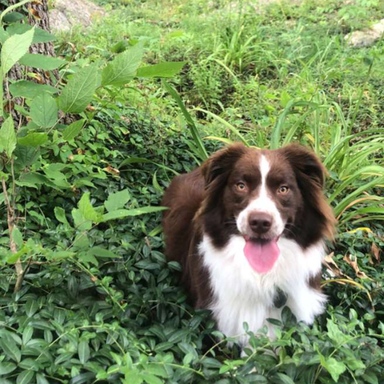Australian Shepherd Outside Sitting in Plants | Taste of the Wild