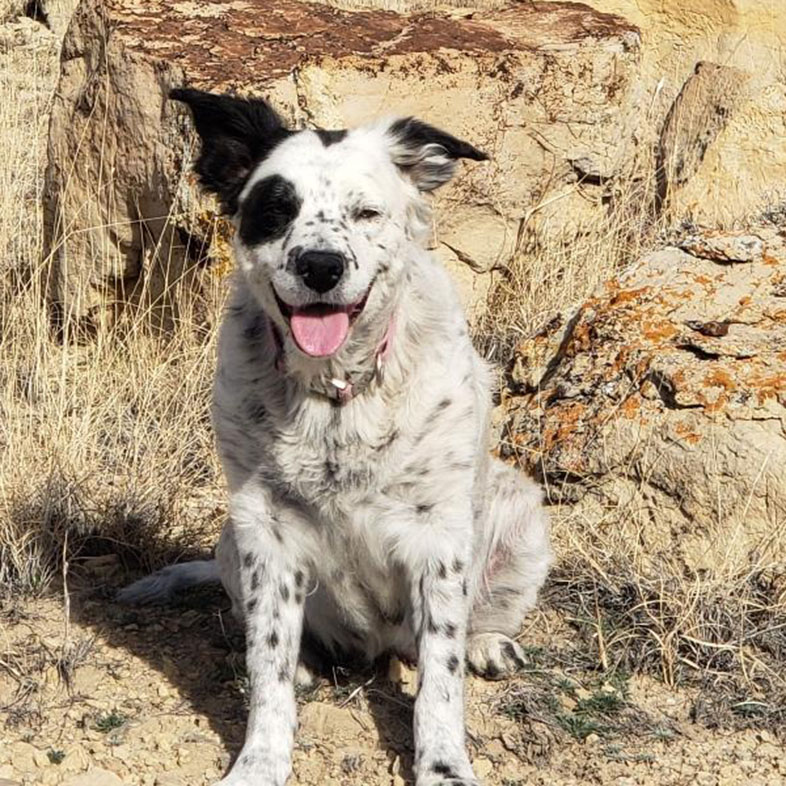 Australian Shepherd Mix Posing by Rocks | Taste of the Wild