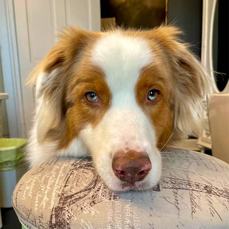 An Australian shepherd props its head on a cushioned stool and looks at the camera.
