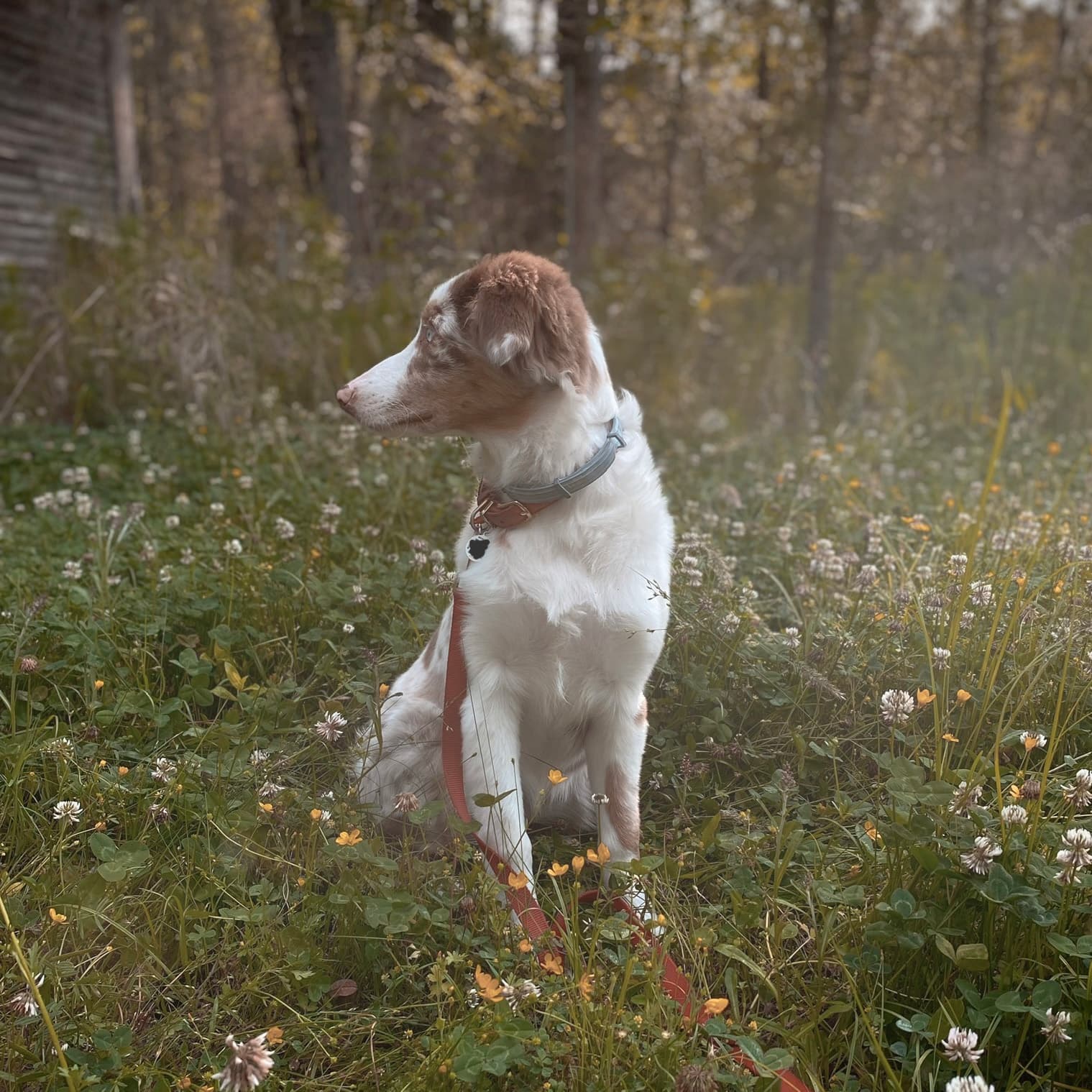 Australian shepherd puppy sitting in foggy field of flowers in front of the woods looking to the left.
