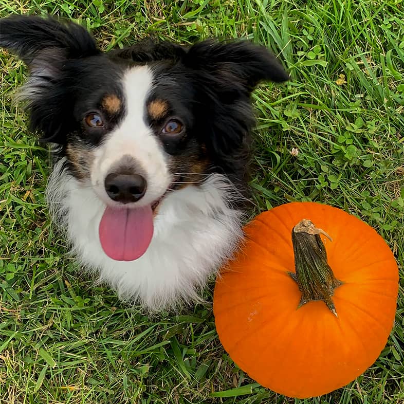 An Australian shepherd puppy sitting next to a pumpkin.
