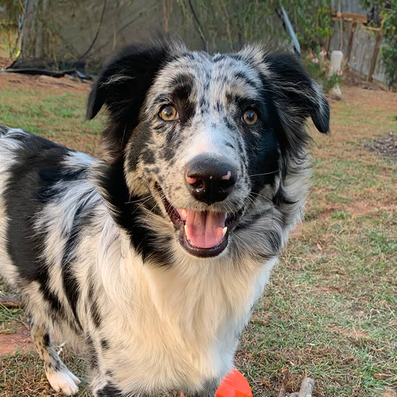 Australian shepherd puppy standing in grass with orange tennis ball behind them.