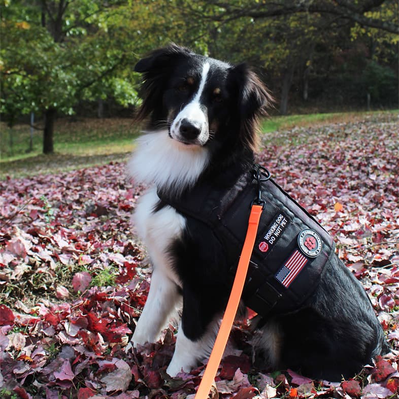 Australian shepherd service dog sitting in red leaves | Taste of the Wild