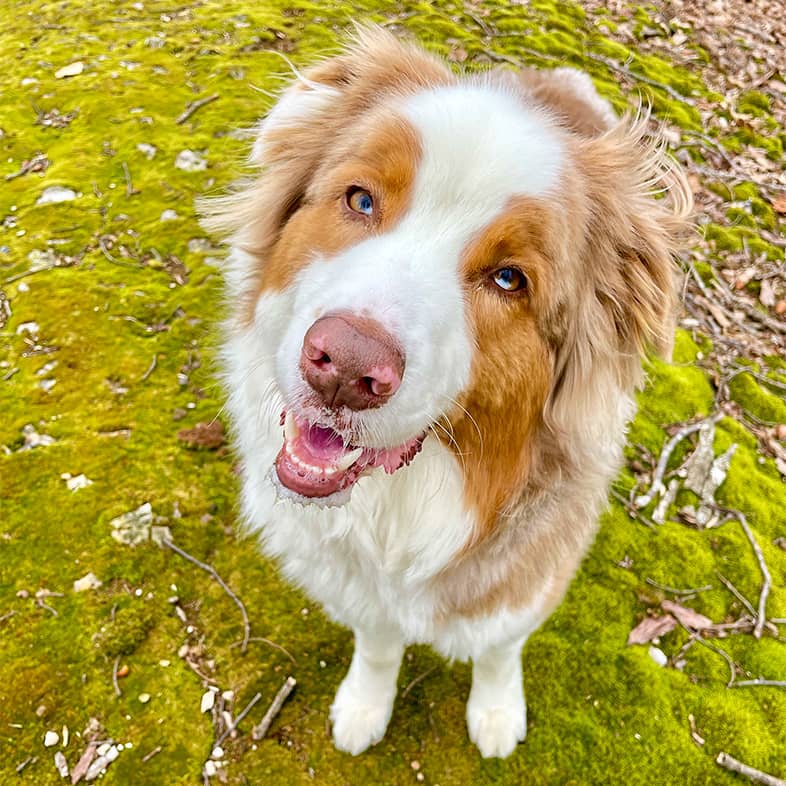 Australian shepherd sitting in the grass and tilting head while looking up at the camera.