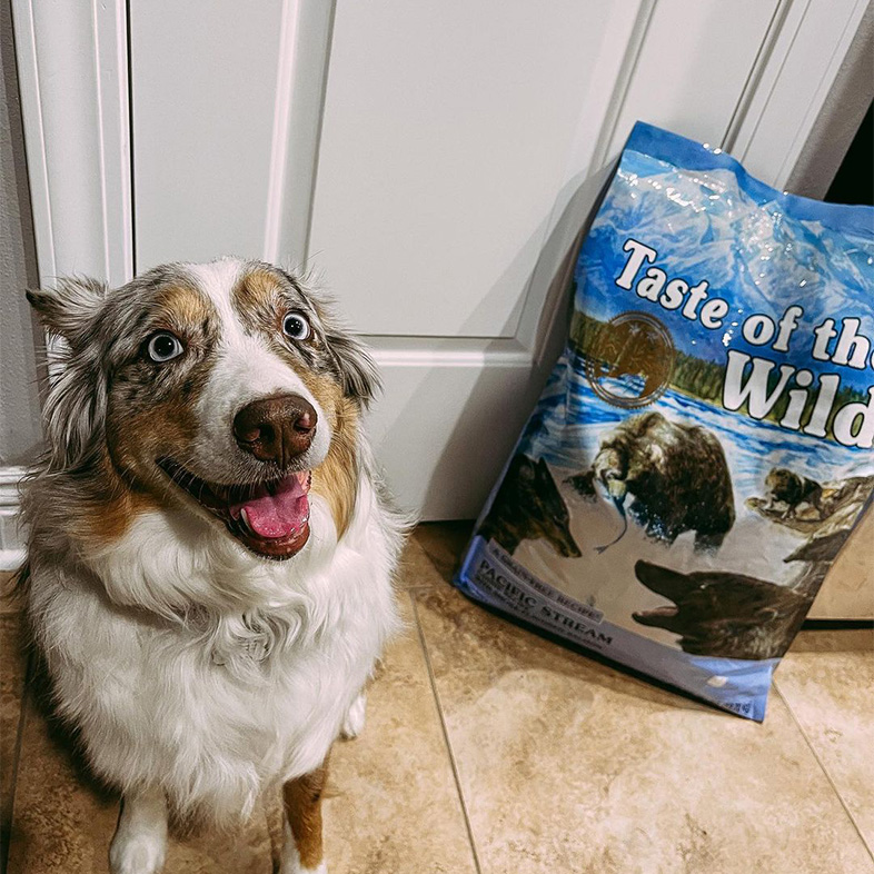 Australian shepherd sitting next to a Pacific Stream bag.
