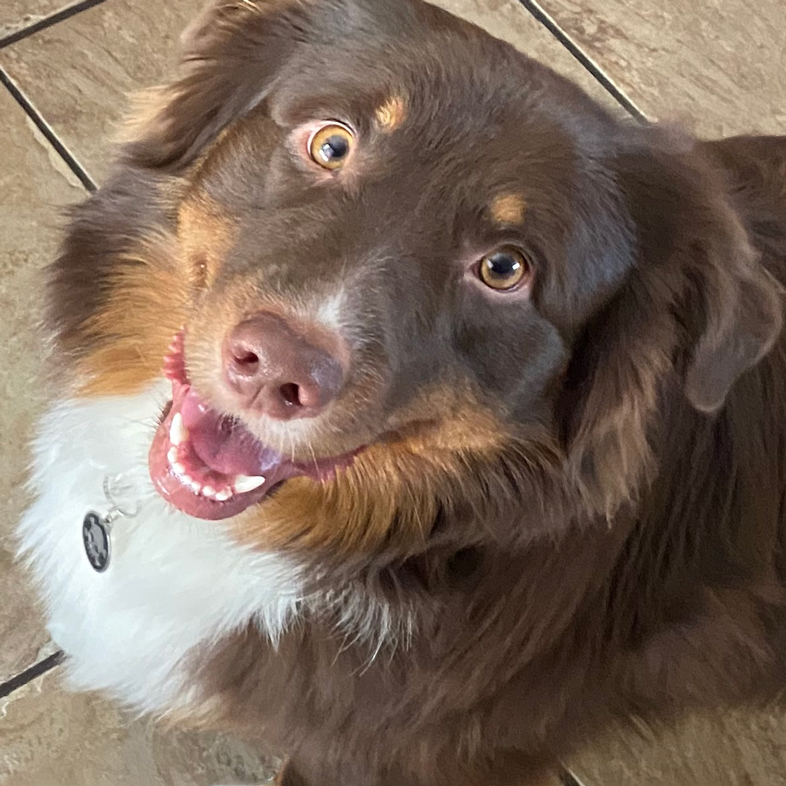 Australian Shepherd Smiling | Taste of the Wild