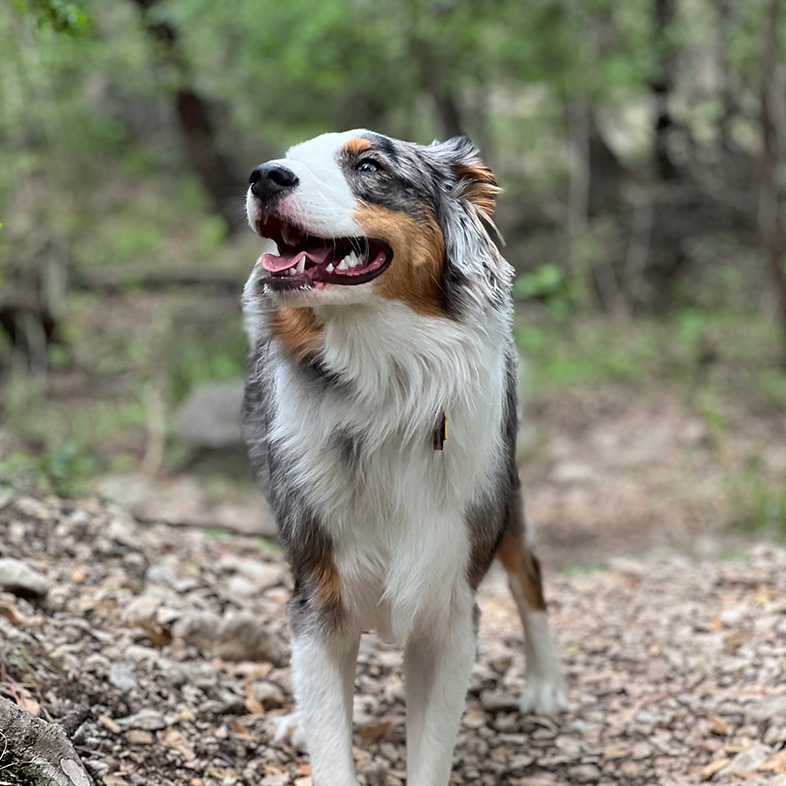 Australian shepherd standing in a forest with tongue out | Taste of the Wild