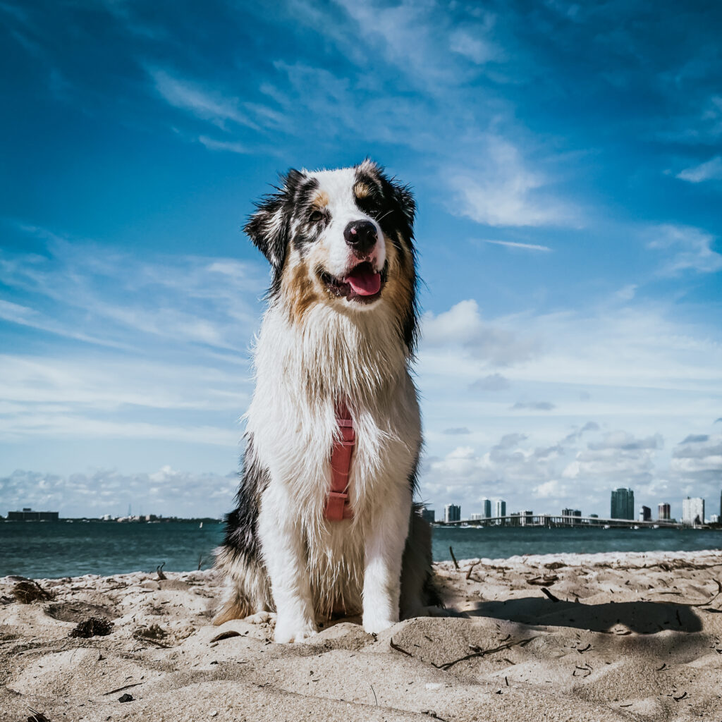 Australian Shepherd Standing on Beach | Taste of the Wild