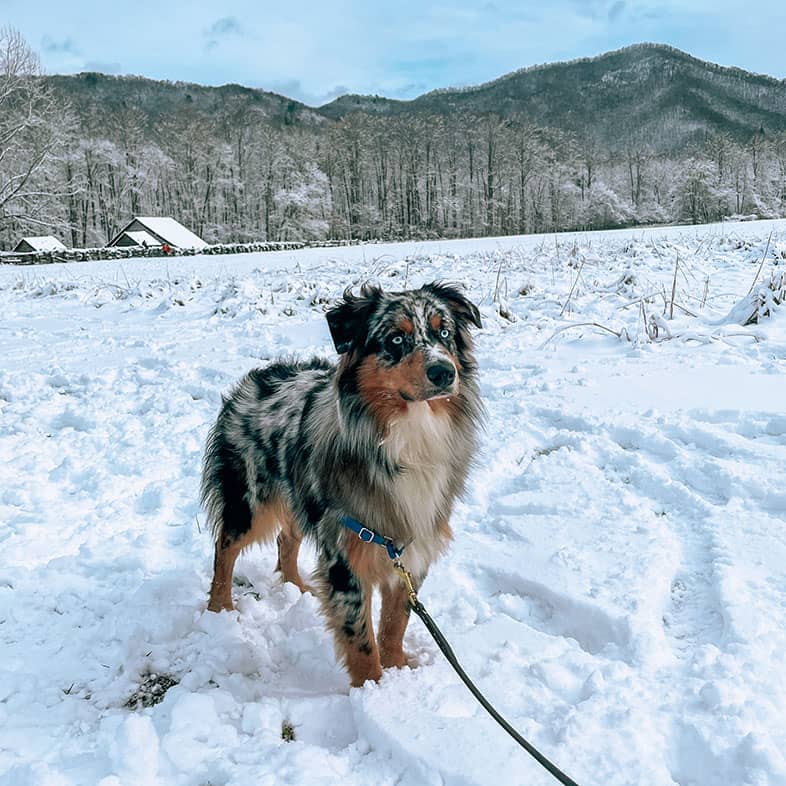 An Australian shepherd standing with a leash attached to its harness outside in the snow.