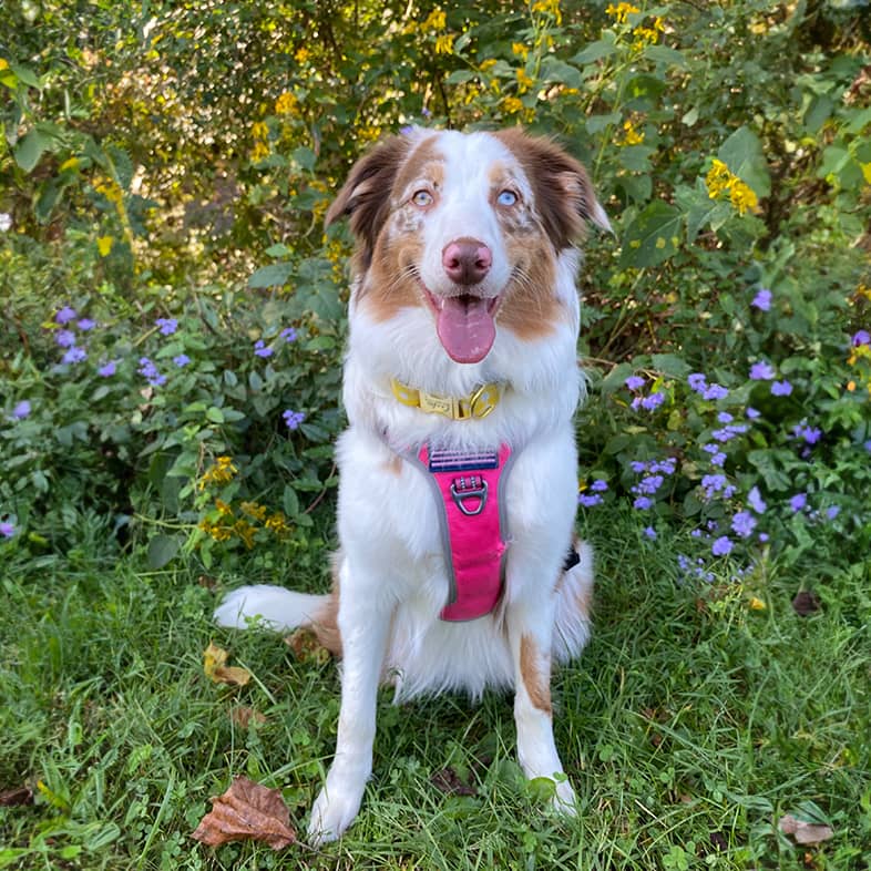 Australian shepherd wearing pink harness sitting in grass in front of trees and purple flowers.