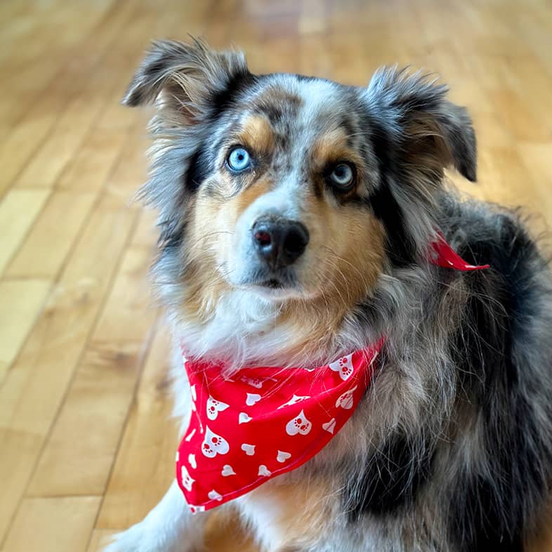 An Australian shepherd wearing a red bandana and lying down on the ground.