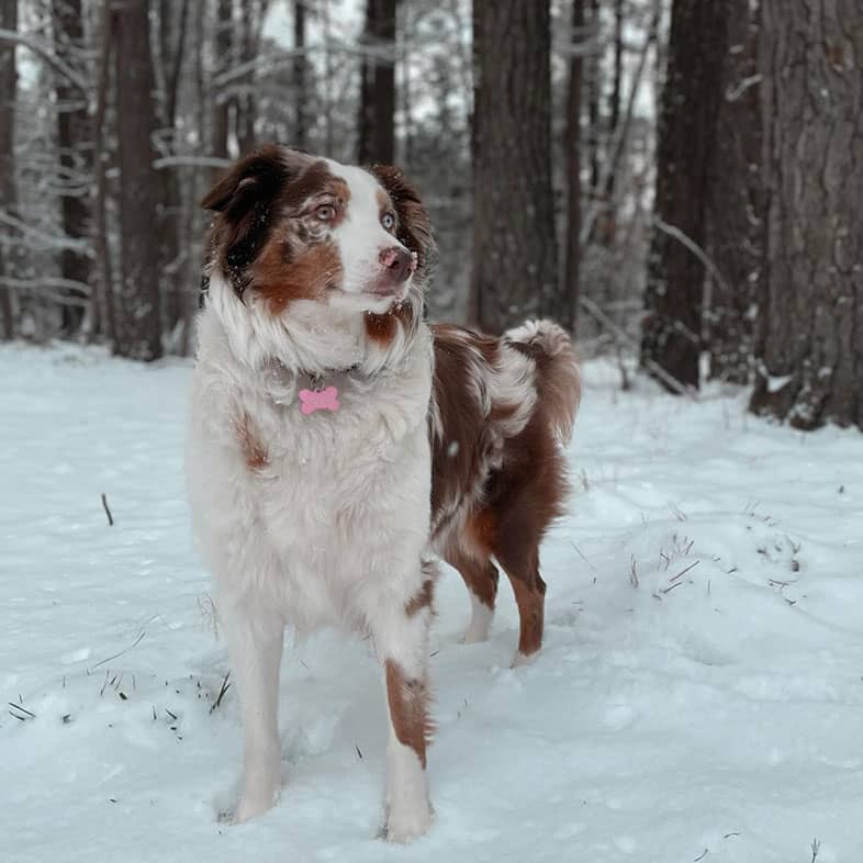 An Australian shepherd with blue eyes standing in the snow-covered forest, looking off to the side.