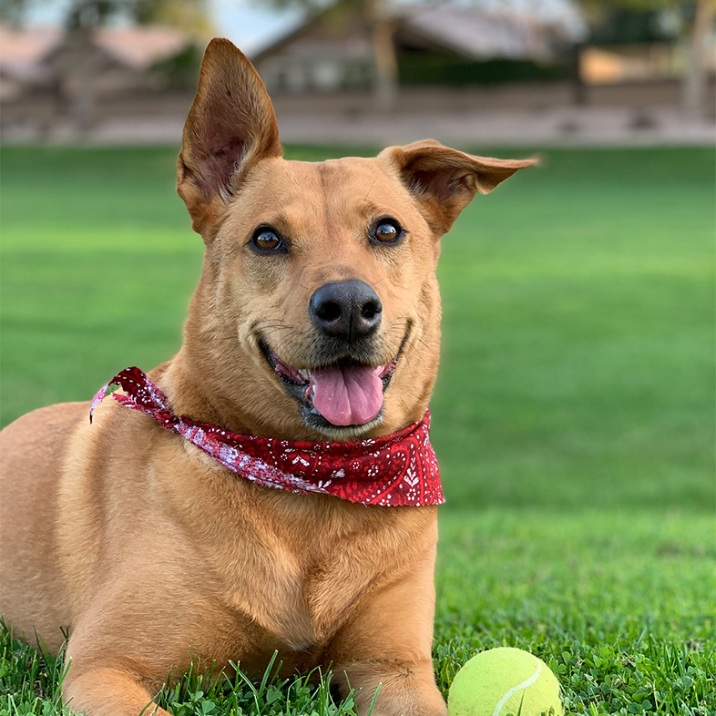 Australian Stumpy Tail Cattle Dog Wearing Bandana in Grass | Taste of the Wild