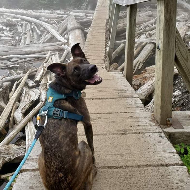 Basenji Mix Sitting on Wooden Bridge Looking Back | Taste of the Wild