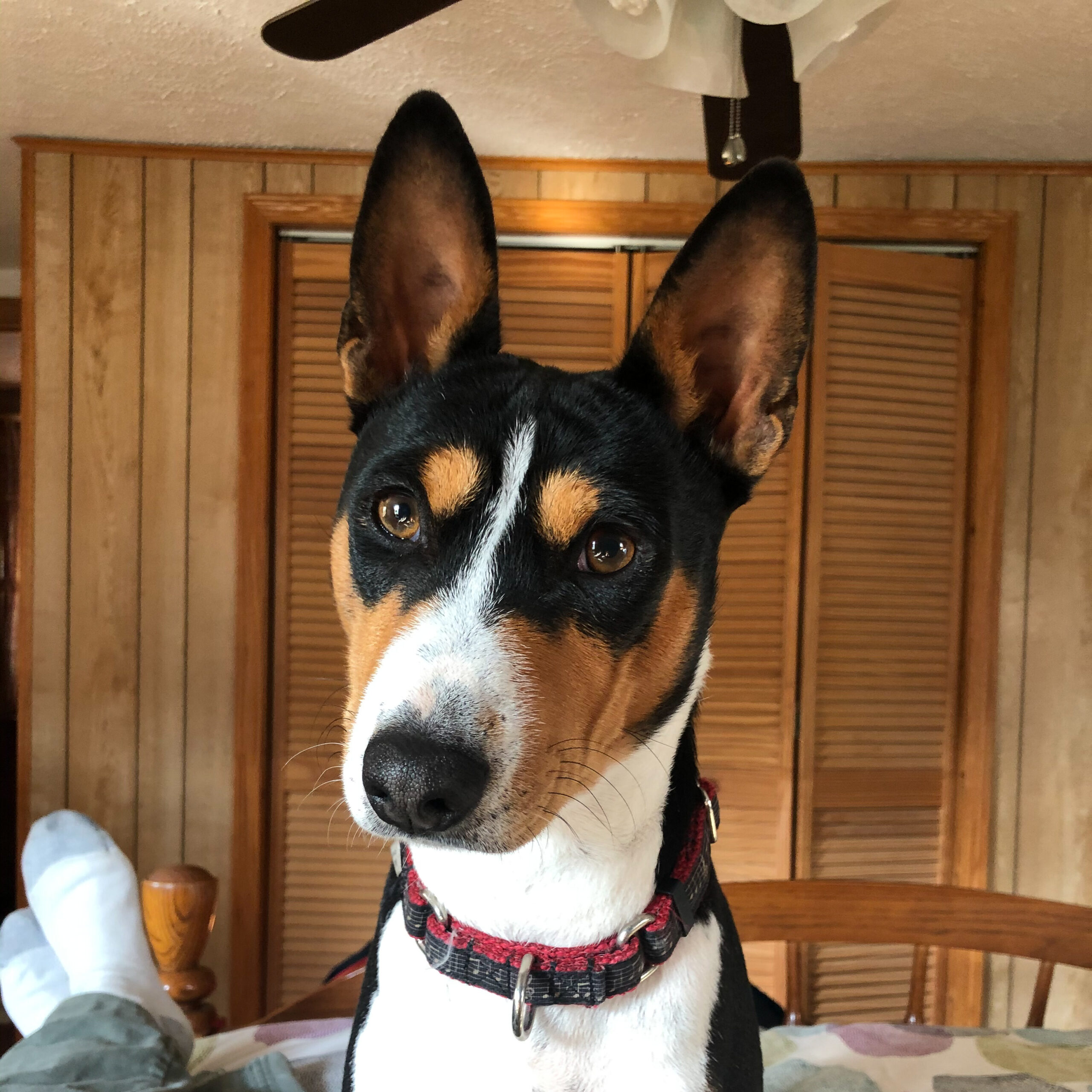 Basenji Sitting on Bed | Taste of the Wild