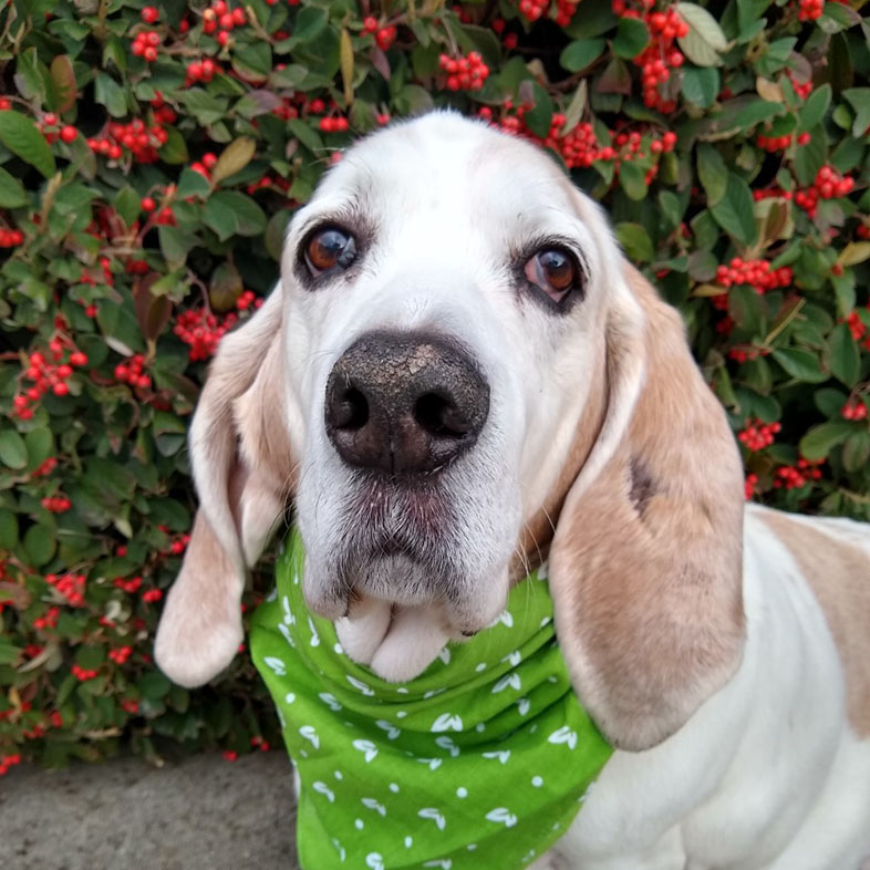 Basset Hound Posing by Flower Wall | Taste of the Wild
