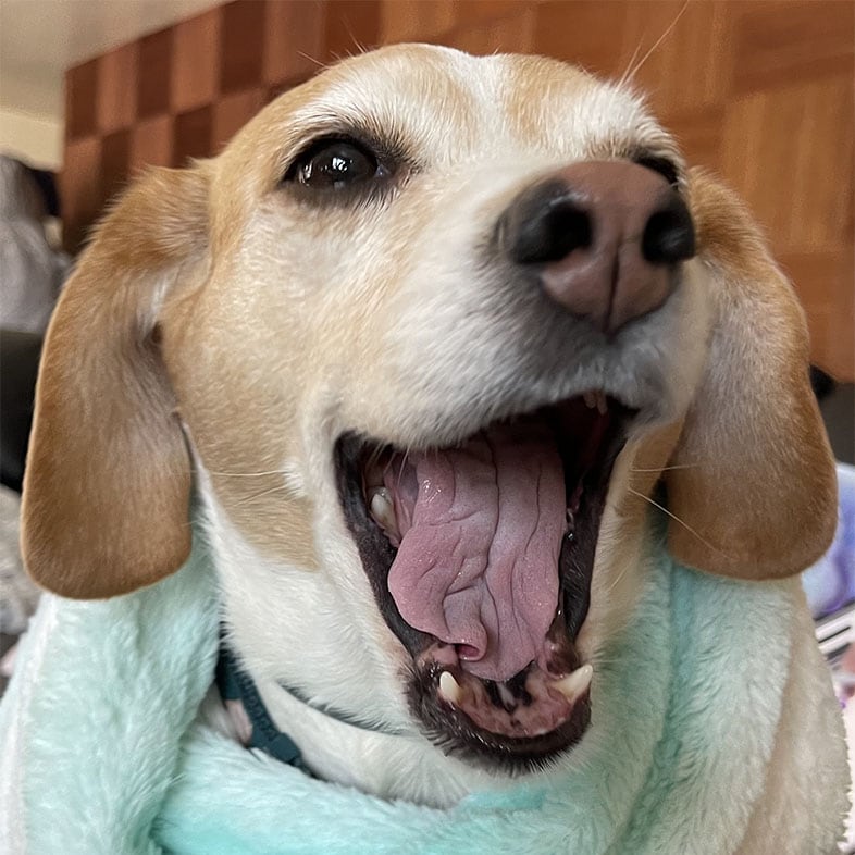 Close-Up of Beagle Dog with Mouth Open | Taste of the Wild