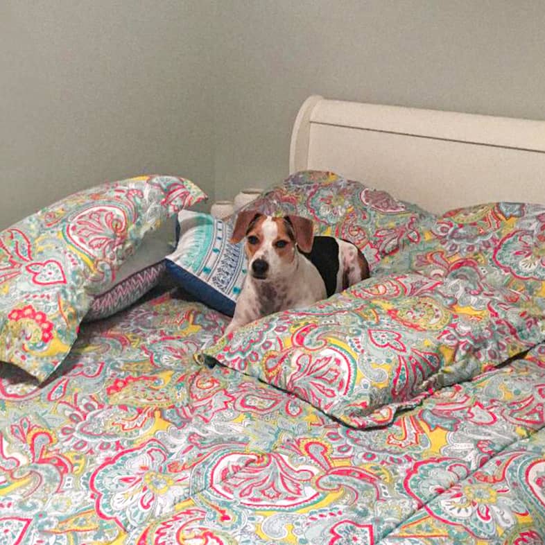 A beagle lying on a bed with multicolored, patterned blankets.