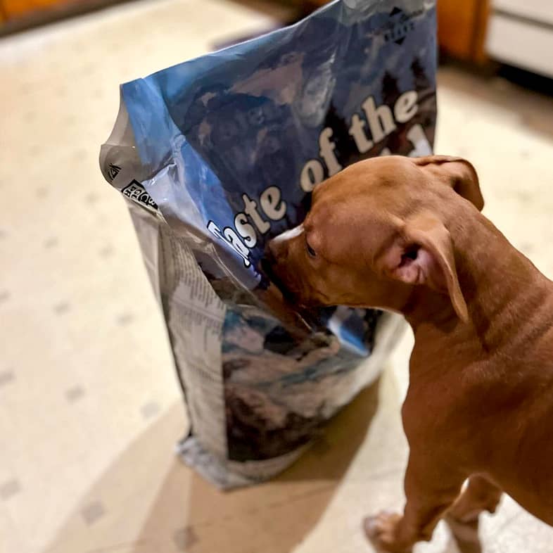 A beagle pit bull mix standing and sniffing a Pacific Stream Puppy bag.