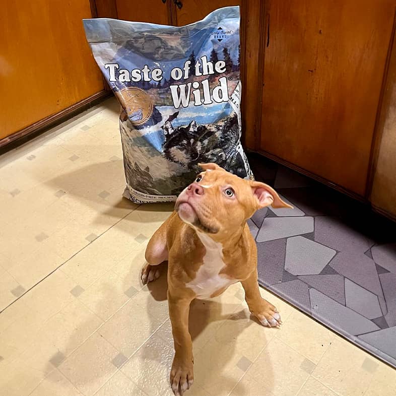 A beagle pit bull mix sitting in front of a Pacific Stream Puppy bag and looking up.