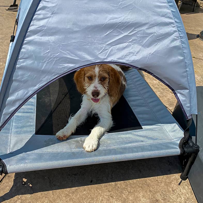 Beagle-poodle mix lying down on an outdoor dog bed with a tent covering.
