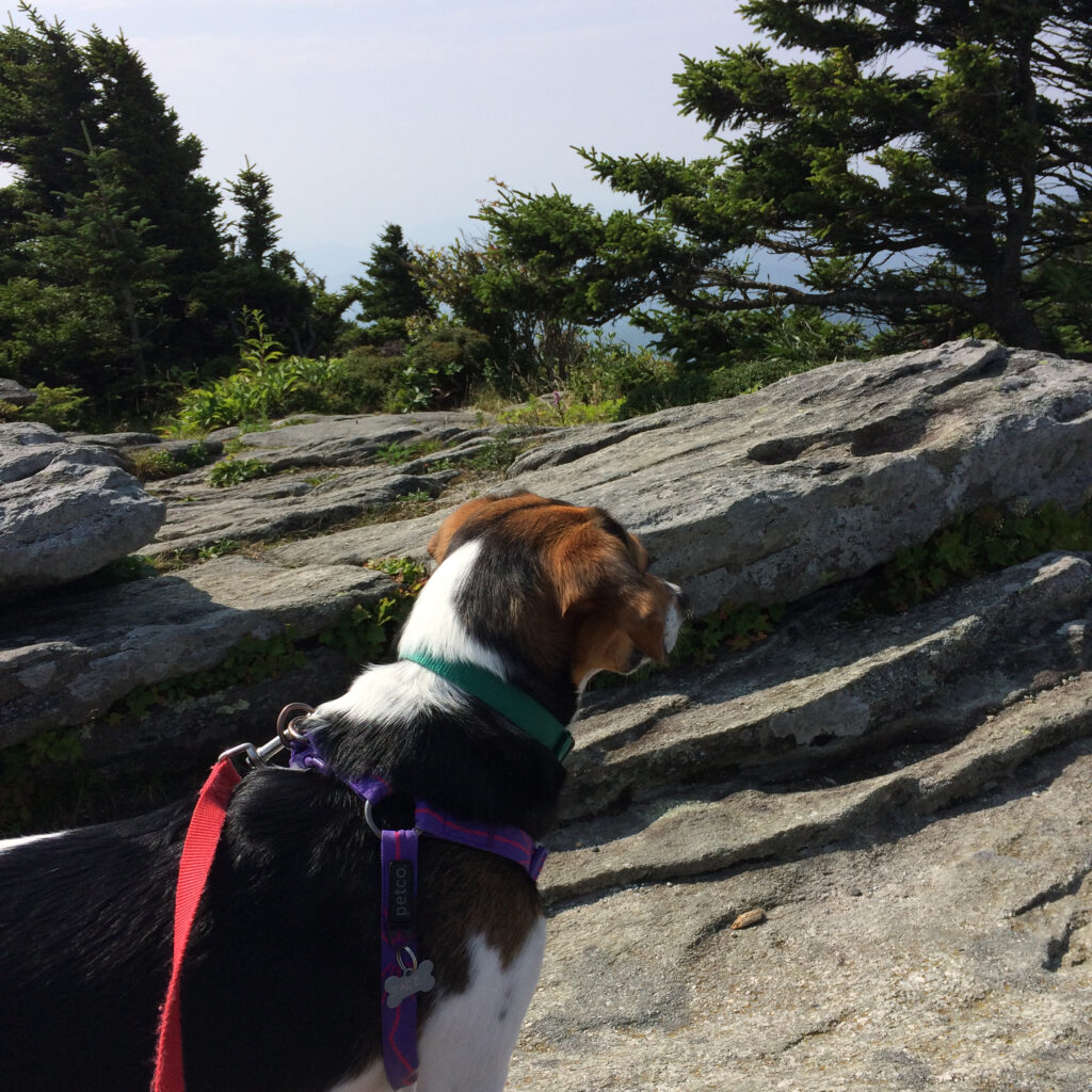 Beagle Wearing Leash on a Hike | Taste of the Wild