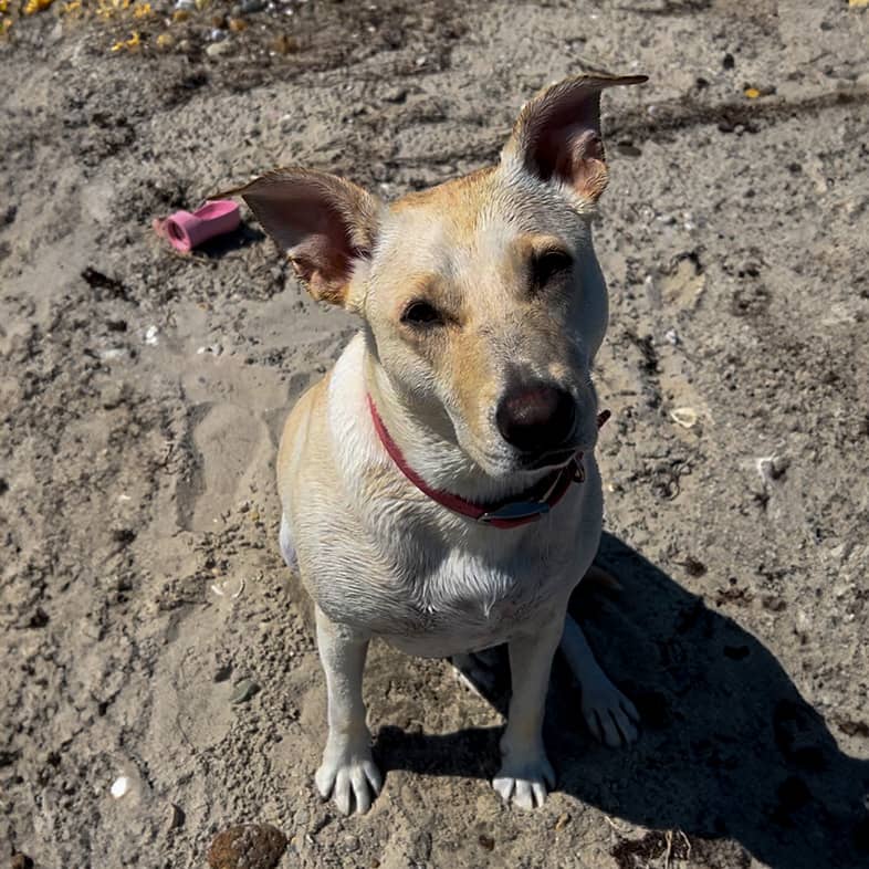 A beige mixed breed dog sitting and tilting their head.