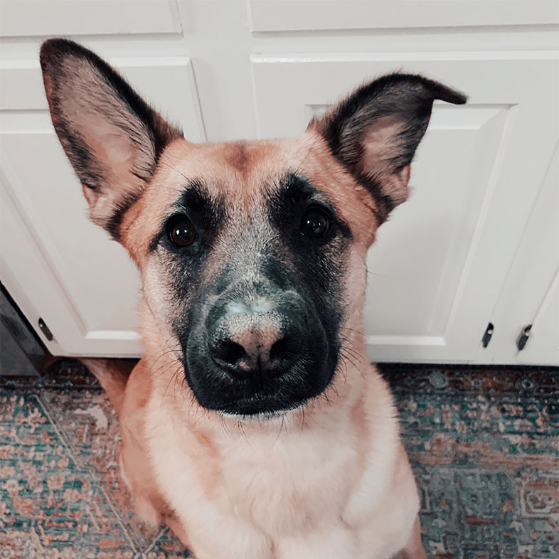 Belgian Malinois Mix Dog Looking Up at the Camera | Taste of the Wild