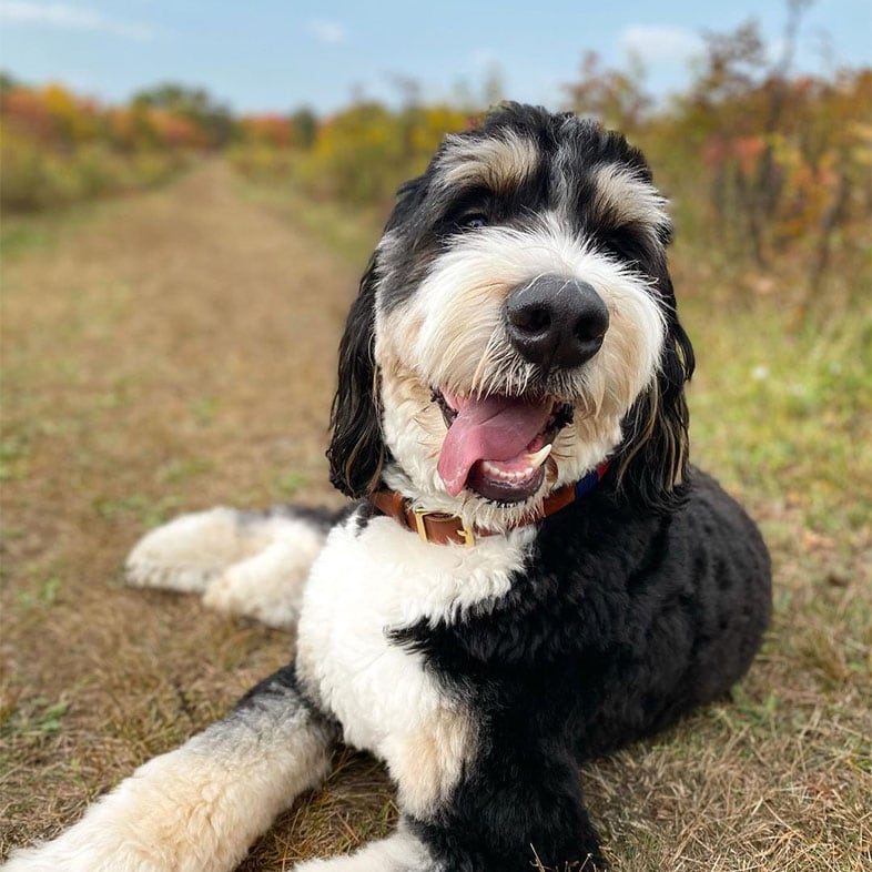 Bernedoodle Lying in a Field | Taste of the Wild
