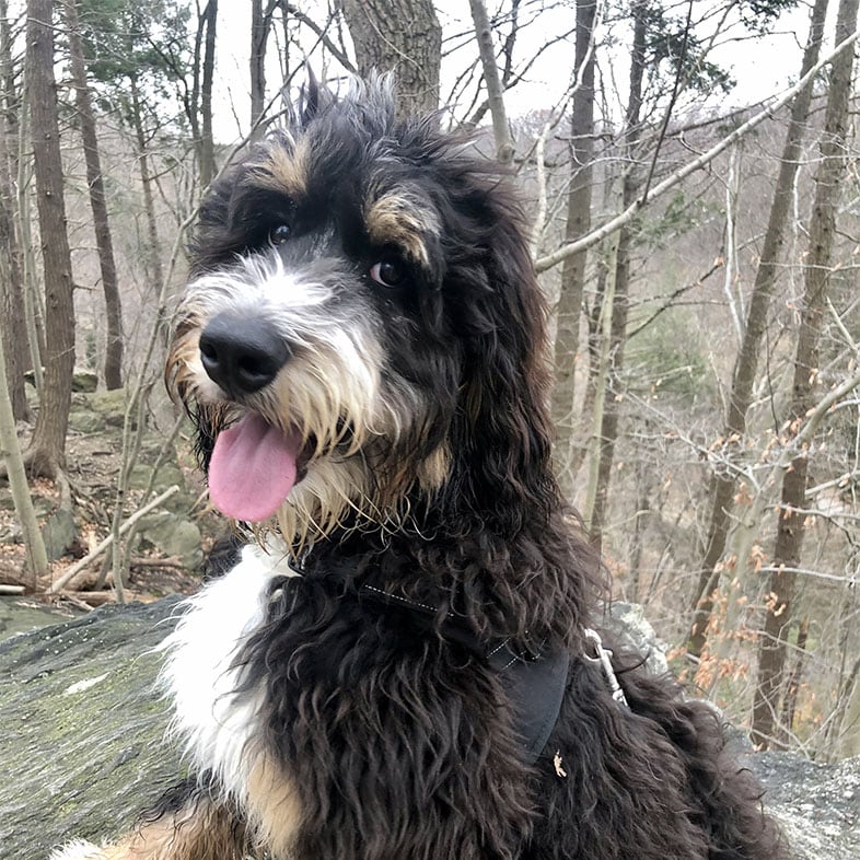 Bernedoodle Dog Sitting on Tree Log | Taste of the Wild