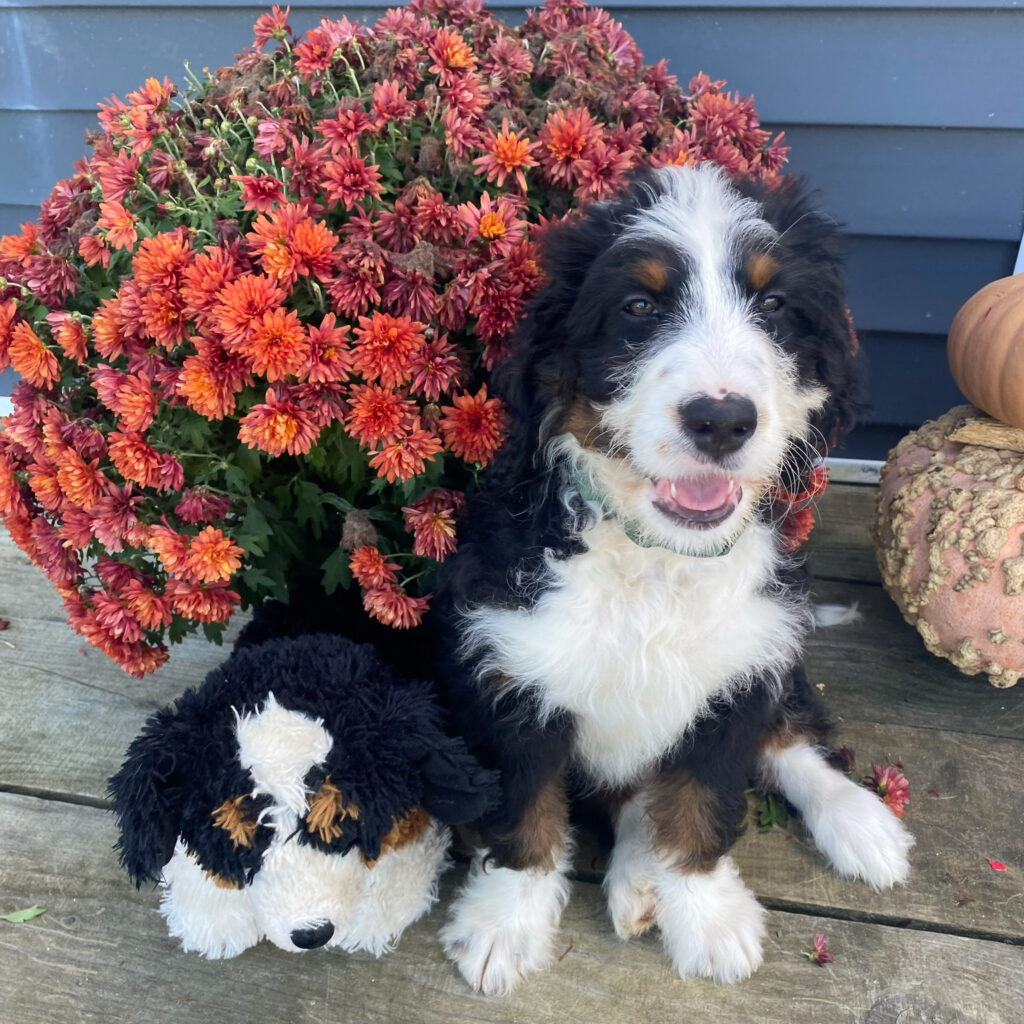 Bernese Mountain Dog Next to Stuffed Animal Dog | Taste of the Wild