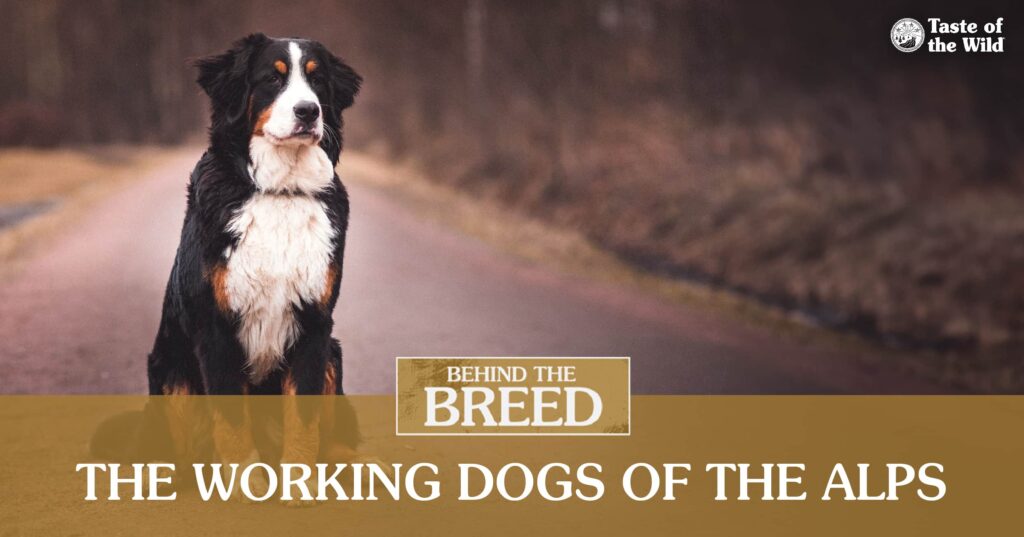 Infographic of fun facts about Bernese mountain dogs