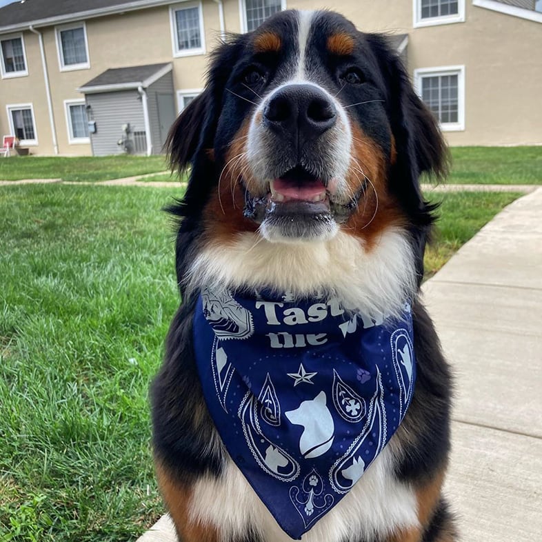 Bernese Mountain Dog Wearing Taste of the Wild Bandana | Taste of the Wild
