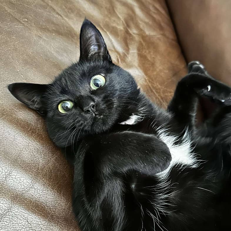 Black American shorthair cat lying down on a brown couch and looking at camera.